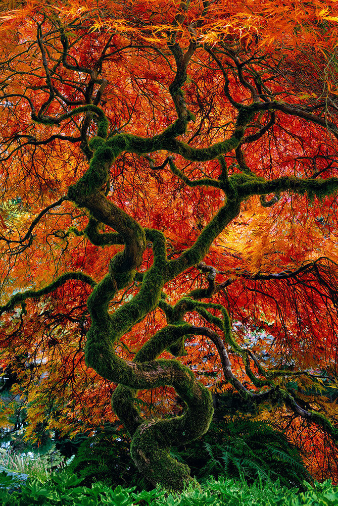 Infinity Tree de Peter Lik